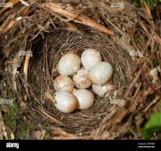 Attēlu rezultāti vaicājumam “Erithacus rubecula nest”