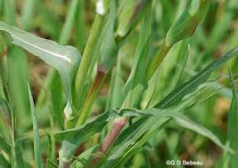 Attēlu rezultāti vaicājumam “Tragopogon pratensis subsp. pratensis leaf”