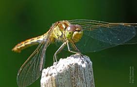 Attēlu rezultāti vaicājumam “Sympetrum vulgatum female”