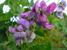 Attēlu rezultāti vaicājumam “Dipogon sp.”