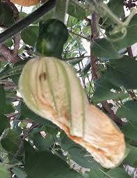 Attēlu rezultāti vaicājumam “Cucurbita pepo fruit”