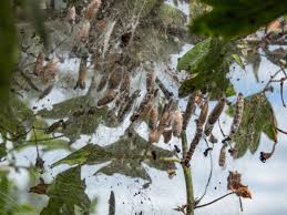 Attēlu rezultāti vaicājumam “Yponomeuta evonymella larva”