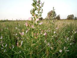 Attēlu rezultāti vaicājumam “Ononis arvensis”
