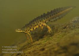 Attēlu rezultāti vaicājumam “Triturus vulgaris”
