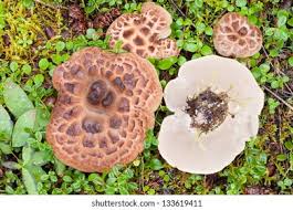 Attēlu rezultāti vaicājumam “Sarcodon imbricatum”