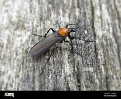 Attēlu rezultāti vaicājumam “Bibionidae”