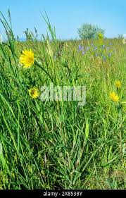 Attēlu rezultāti vaicājumam “Tragopogon heterospermus bud”