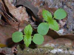 Attēlu rezultāti vaicājumam “Galeopsis bifida leaf”
