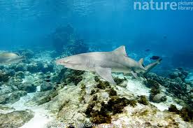 Image result for Negaprion acutidens