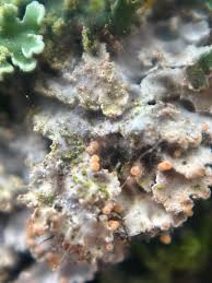 Attēlu rezultāti vaicājumam “Vouauxiomyces santessonii”