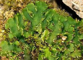 Attēlu rezultāti vaicājumam “Reboulia hemisphaerica”