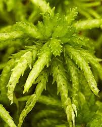 Attēlu rezultāti vaicājumam “Sphagnum subsecundum”