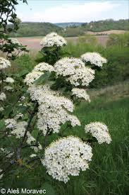 Attēlu rezultāti vaicājumam “Viburnum lantana  flower”