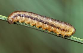 Attēlu rezultāti vaicājumam “Orthosia munda larva”