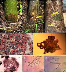 Attēlu rezultāti vaicājumam “Neonectria fuckeliana”