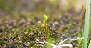 Attēlu rezultāti vaicājumam “Dichodontium pellucidum macro”