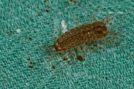 Attēlu rezultāti vaicājumam “Asellus aquaticus”