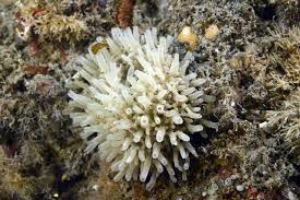 Attēlu rezultāti vaicājumam “Lycogala sphaeroconicum sessile”