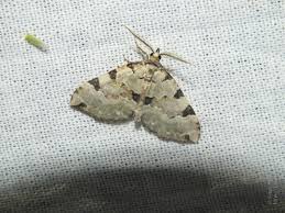 Attēlu rezultāti vaicājumam “Colostygia pectinataria male”