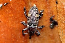 Attēlu rezultāti vaicājumam “Pissodes castaneus”