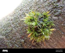 Attēlu rezultāti vaicājumam “Ulota crispa”