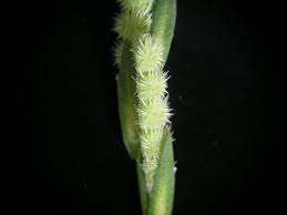 Attēlu rezultāti vaicājumam “Syntrichia latifolia macro”