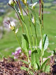 Attēlu rezultāti vaicājumam “Arabis hirsuta flower”