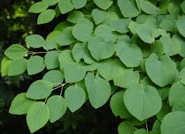 Attēlu rezultāti vaicājumam “Cercidiphyllum japonicum leaf”