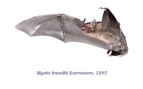 Attēlu rezultāti vaicājumam “Myotis brandtii”