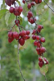 Attēlu rezultāti vaicājumam “Sorbus intermedia fruit”