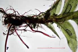 Attēlu rezultāti vaicājumam “Fissidens bryoides”