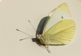 Attēlu rezultāti vaicājumam “Pieris rapae male”