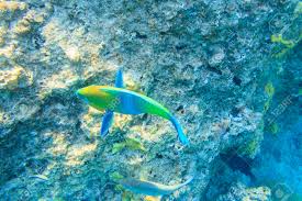 Image result for Scarus ferrugineus