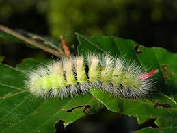 Attēlu rezultāti vaicājumam “Calliteara pudibunda”