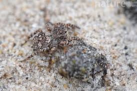 Attēlu rezultāti vaicājumam “Aelurillus v-insignitus”