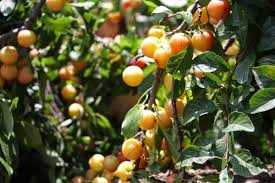 Attēlu rezultāti vaicājumam “Prunus cerasifera fruit”