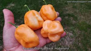 Afbeeldingsresultaat voor peach habanero hot pepper
