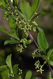 Attēlu rezultāti vaicājumam “Euonymus europaeus bud”