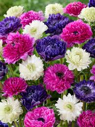 Image result for Anemonenarten