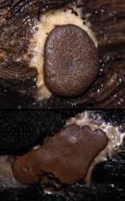 Attēlu rezultāti vaicājumam “Dictydiaethaliaceae”