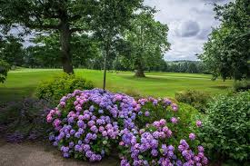 Image result for Braintree Golf Club Limited