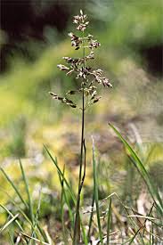 Attēlu rezultāti vaicājumam “Poa pratensis”