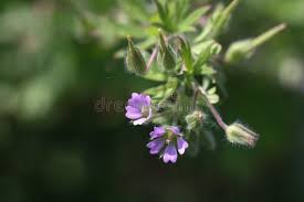 Attēlu rezultāti vaicājumam “Geranium pusillum flower”