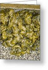 Attēlu rezultāti vaicājumam “Nostoc commune”