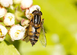 Attēlu rezultāti vaicājumam “Helophilus hybridus male”