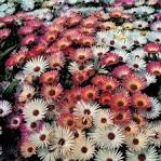 <b>Mesembryanthemum</b> Sparkles