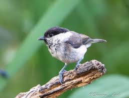 Image result for England Staffordshire Birding Club