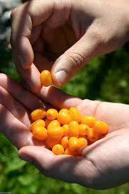 Attēlu rezultāti vaicājumam “Hippophae rhamnoides fruit”