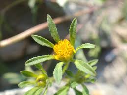 Attēlu rezultāti vaicājumam “Bidens frondosa flower”