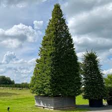 Attēlu rezultāti vaicājumam “Carpinus betulus”